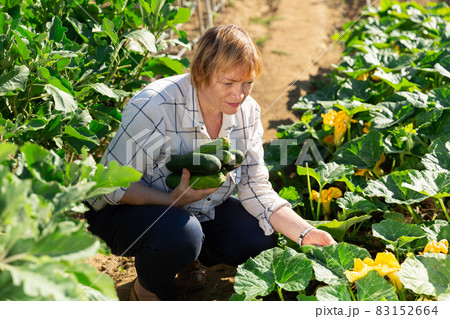 Happy elderly woman farmer with harvest cucumbers in the garden Happy elderly woman farmer with harvest cucumbers in the garden 83152664