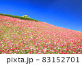 生駒高原コスモス 83152701