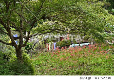 長瀞七草寺：真言宗醍醐派　長瀞五大院・不動寺　 83152736