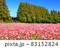 生駒高原コスモス 83152824