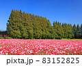 生駒高原コスモス 83152825