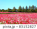 生駒高原コスモス 83152827