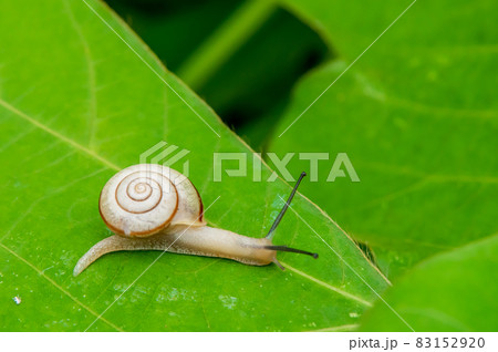 オナジマイマイ カタツムリ オナジマイマイ カタツムリ 83152920