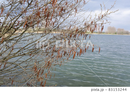 Spring trees are reflected in the lake against the blue sky. The awakening of nature. 83153244