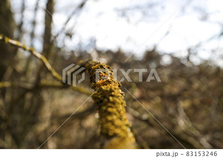A branch of a tree with bright moss. Close-up. Spring. 83153246