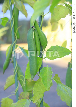 大きく育った鉈豆（ナタマメ） 83153365