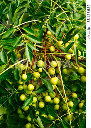 櫨の木(はぜのき)の実 83153686