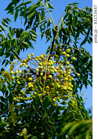 櫨の木(はぜのき)の実 83153687