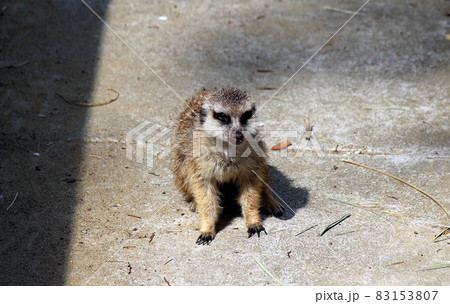 ジャコウネコ科の小形哺乳類ミーアキャット 83153807