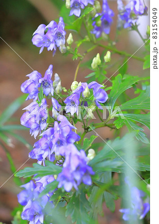日陰を好む植物 トリカブトの写真素材