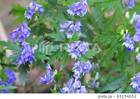 日陰を好む植物 トリカブト 日陰を好む植物 トリカブト 83154053