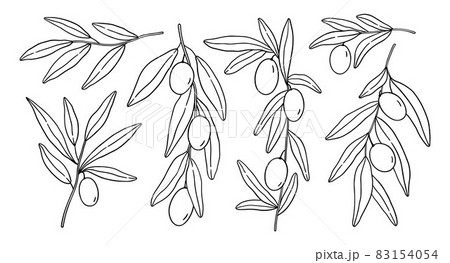 Set with olive branches and leaves isolated on white background Set with olive branches and leaves isolated on white background 83154054