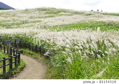 ススキの風景　曾爾高原　奈良県 83154319