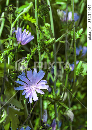 Large group of blooming stems of cichorium Large group of blooming stems of cichorium 83154446