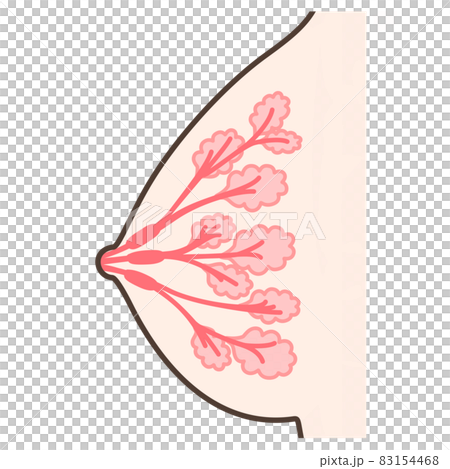 乳腺結構的插圖 乳腺結構的插圖 83154468