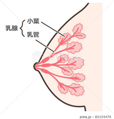 乳腺の構造のイラスト 説明付 乳腺の構造のイラスト 説明付 83154470