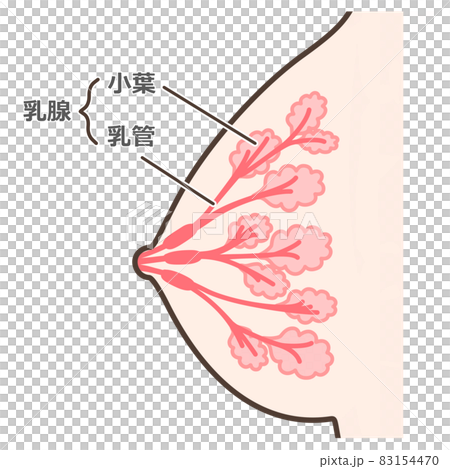 乳腺の構造のイラスト 説明付 乳腺の構造のイラスト 説明付 83154470