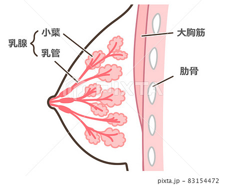 乳腺の構造のイラスト　説明付 83154472