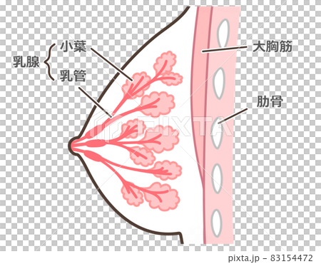 乳腺の構造のイラスト　説明付 83154472
