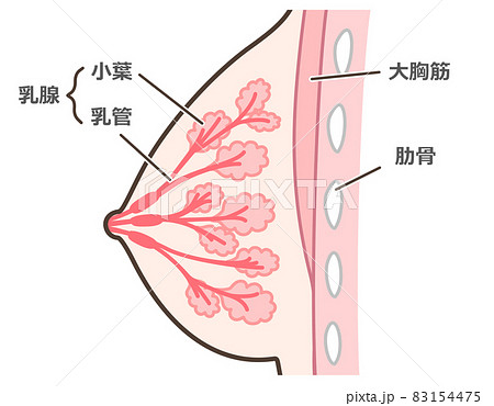 乳腺の構造のイラスト 説明付 乳腺の構造のイラスト 説明付 83154475