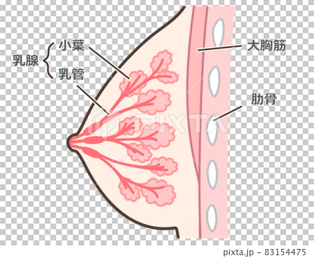 乳腺の構造のイラスト 説明付 乳腺の構造のイラスト 説明付 83154475