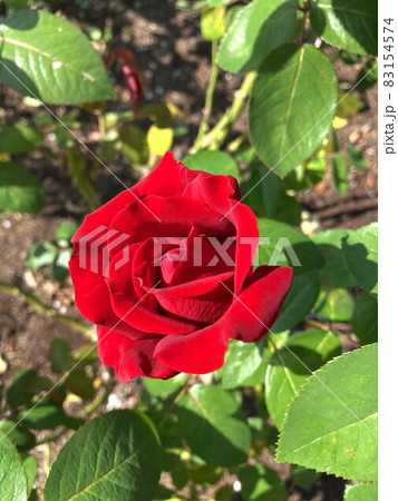 バラ バラ 83154574