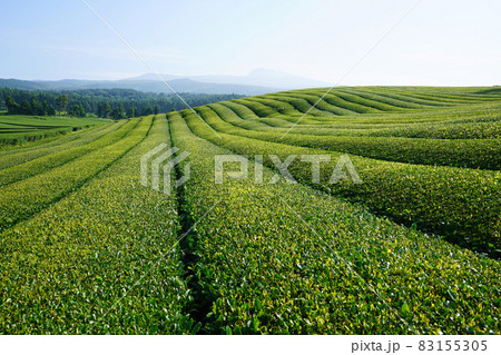 快晴 夏 葉 83155305