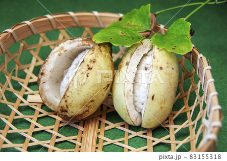 アケビ アケビ 83155318