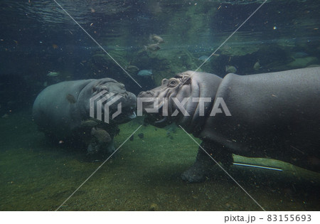 水中のカバ 83155693