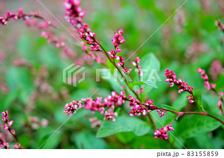 藍の花 83155859