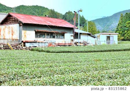お茶畑の中の赤い屋根の製茶場 お茶畑の中の赤い屋根の製茶場 83155862