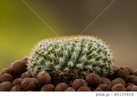 Mammillaria Perbella cactus in a pod of leca ball 83155919