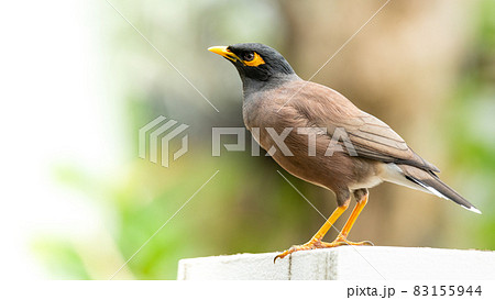Common Myna perching on top of the pole Common Myna perching on top of the pole 83155944