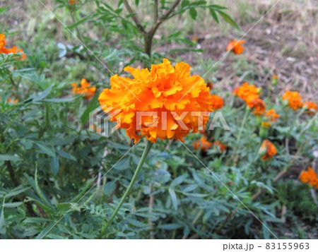 鮮やかな黄色や橙色の花を次々と咲かせる花期の長い草花 83155963