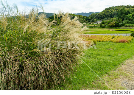 奈良県明日香村　甘樫丘の麓に植えられているススキとコキア 83156038