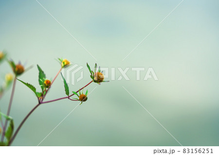 アメリカセンダングサ ”山野草” 83156251