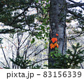ぽつんと紅葉 83156339