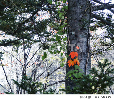 ぽつんと紅葉 ぽつんと紅葉 83156339