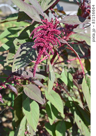 植物:スギモリケイトウ ヒユ科 植物:スギモリケイトウ ヒユ科 83156664