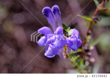 植物：コガネバナ　シソ科 83156682