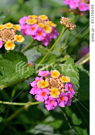 植物：シチヘンゲ (ランタナ)　クマツヅラ科 83156699