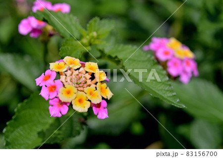 植物：シチヘンゲ (ランタナ)　クマツヅラ科 83156700