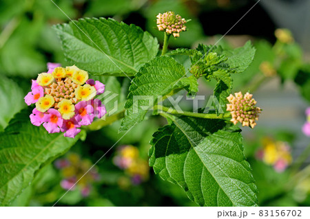 植物：シチヘンゲ (ランタナ)　クマツヅラ科 83156702