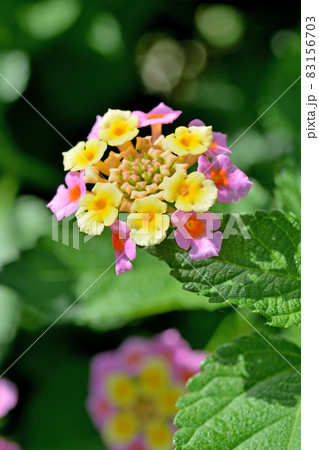 植物:シチヘンゲ (ランタナ) クマツヅラ科 植物:シチヘンゲ (ランタナ) クマツヅラ科 83156703