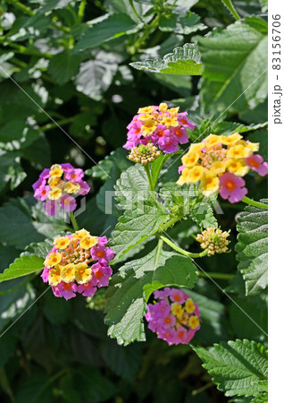 植物：シチヘンゲ (ランタナ)　クマツヅラ科 83156706