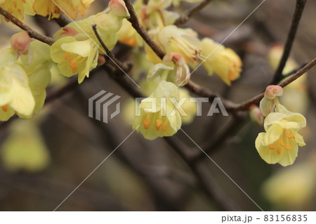 ヒュウガミズキの花の写真素材 1565