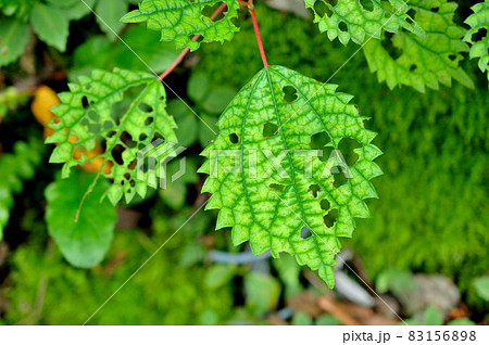 虫食いの葉 虫食いの葉 83156898