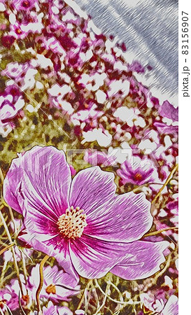 コスモス畑 83156907