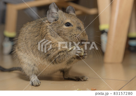 【ペット】部屋んぽ中のデグー【小動物】 【ペット】部屋んぽ中のデグー【小動物】 83157280