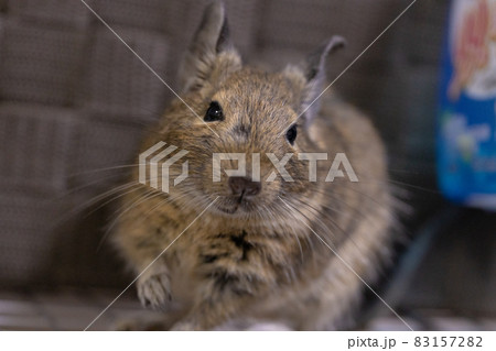 【ペット】部屋んぽ中のデグー【小動物】 【ペット】部屋んぽ中のデグー【小動物】 83157282